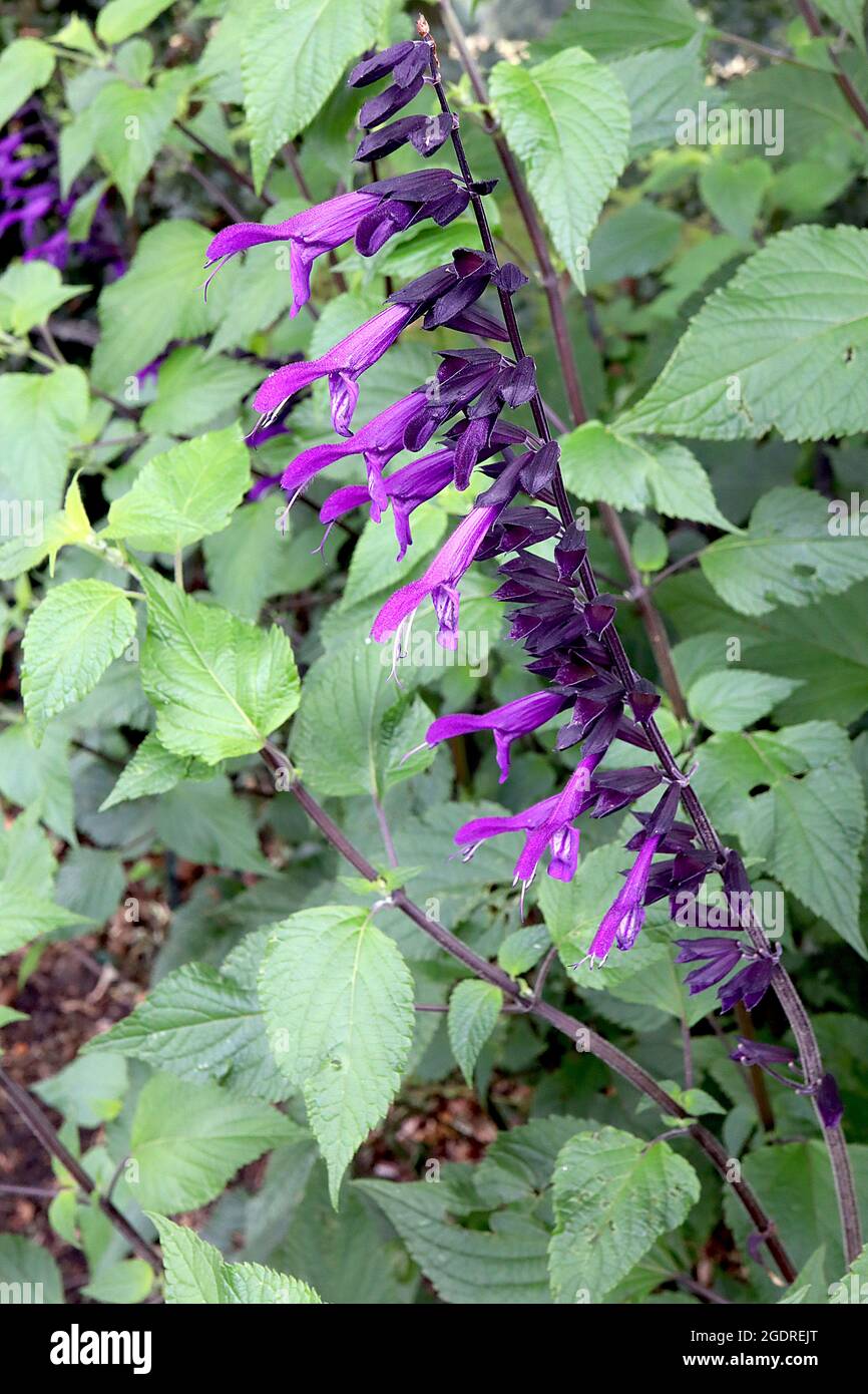 Salvia ‘Rockin Deep Purple’ salvia Rockin Deep Purple – versione corta di Salvia ‘Amistad’ – racemi verticali di fiori tubolari viola viola viola Foto Stock