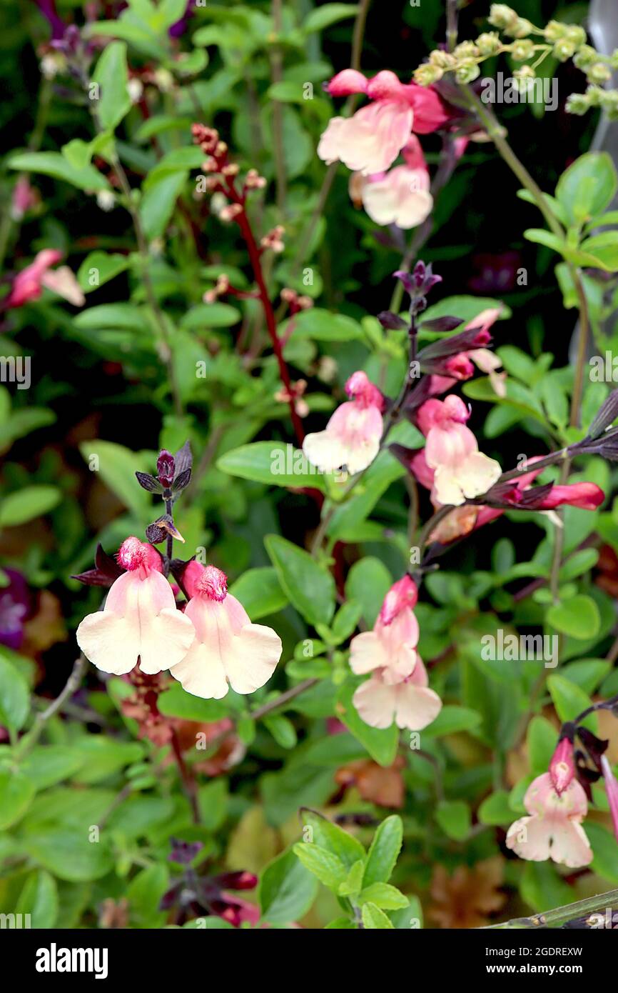 Salvia greggii ‘Sfragole da traino e crema’ fragole e crema – racemi verticali di piccoli fiori a due labbri, labbro inferiore della crema e rosa intenso Foto Stock
