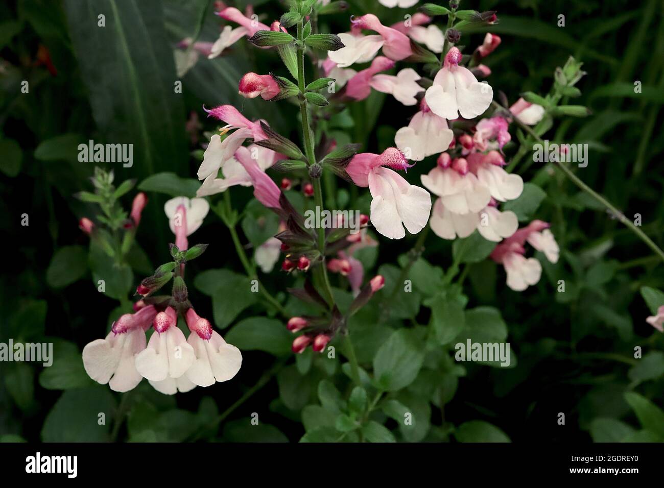 Salvia greggii ‘Sfragole da traino e crema’ fragole e crema – racemi verticali di piccoli fiori a due labbri, labbro inferiore della crema e rosa intenso Foto Stock