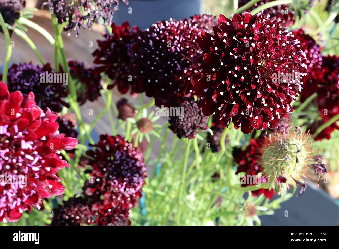 Scabiosa atropurpurea ‘Black Cat’ Scabious Black Cat – fiori rossi color cremisi con resistenza bianca su alti steli torcenti, luglio, Inghilterra, Regno Unito Foto Stock