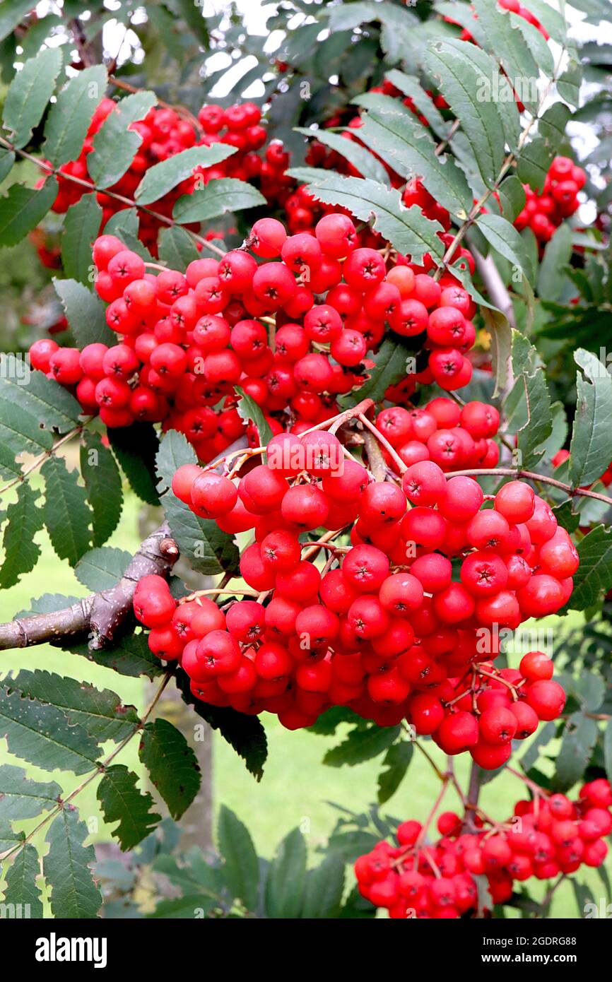 Sorbus aucuparia ‘'Cardinal Royal’ rowan Cardinal Royal – denso grappolo di bacche rosse e foglie verde scuro pinate, luglio, Inghilterra, Regno Unito Foto Stock