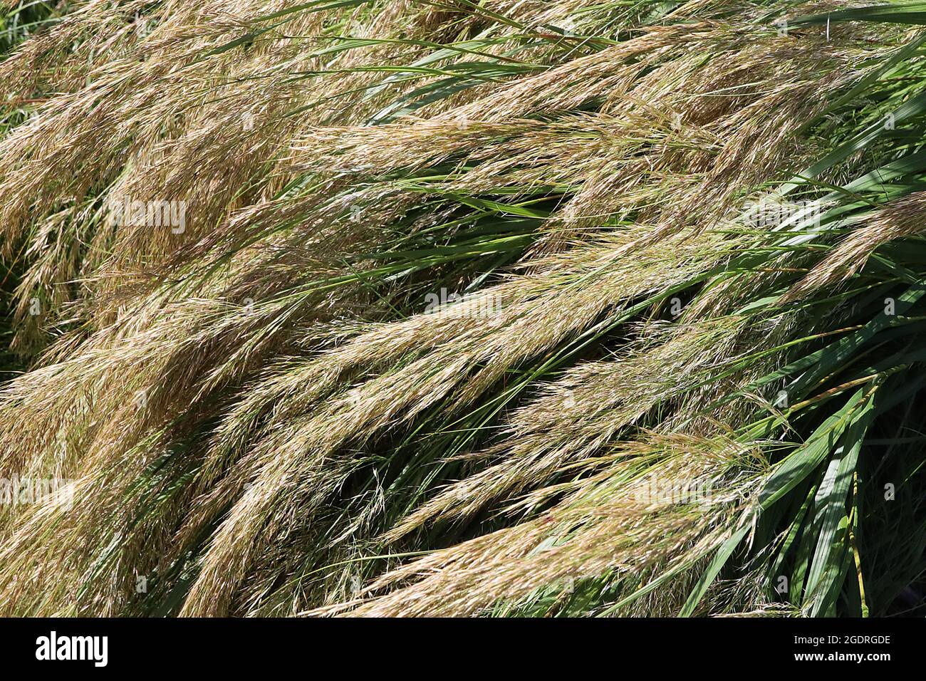 Stipa calamagrostis erba di piume ruvida – lunghi pumes di piume arcuate di panicles di buccia e gambi verdi medi, luglio, Inghilterra, Regno Unito Foto Stock