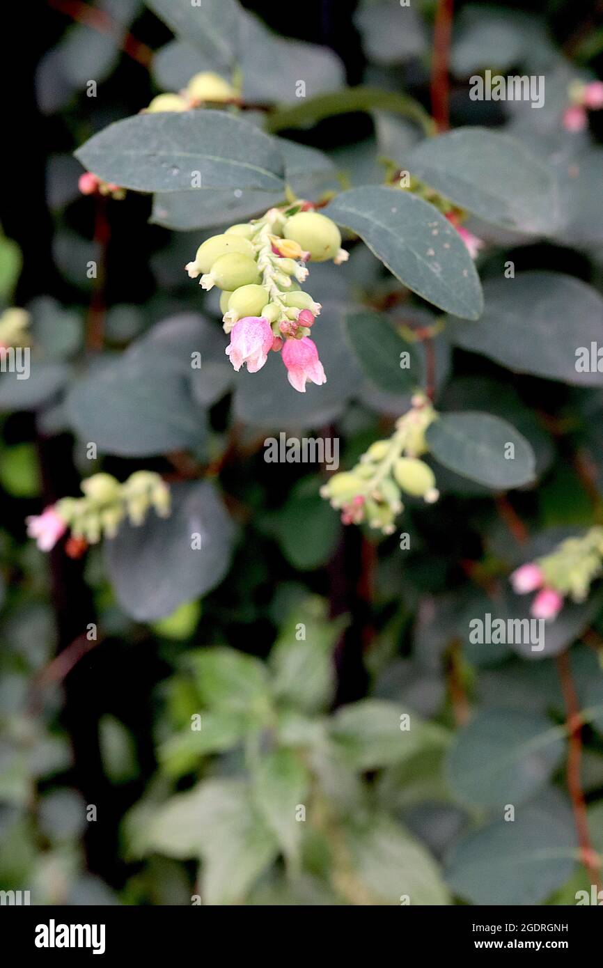 Symphoricarpos albus comune uva da neve – brevi racemi di minuscoli fiori rosa brillante e calici gonfi verdi pallidi, luglio, Inghilterra, Regno Unito Foto Stock