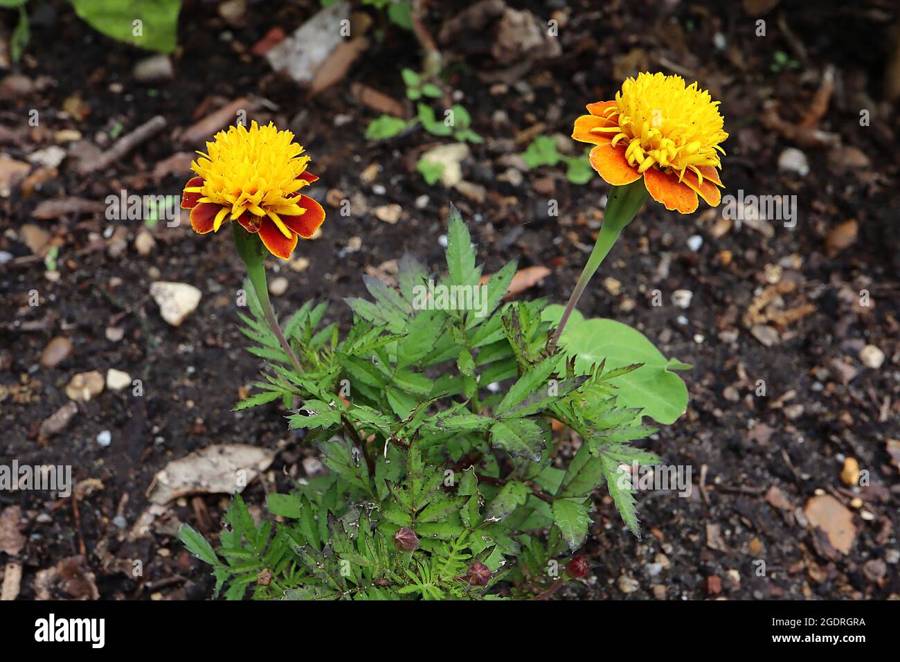 Tagetes patula ‘Lilliput Orange Flame’ Marigold francese Orange Flame – petali a base rossa profonda con margini gialli, corona di fiori a disco gialli, Foto Stock