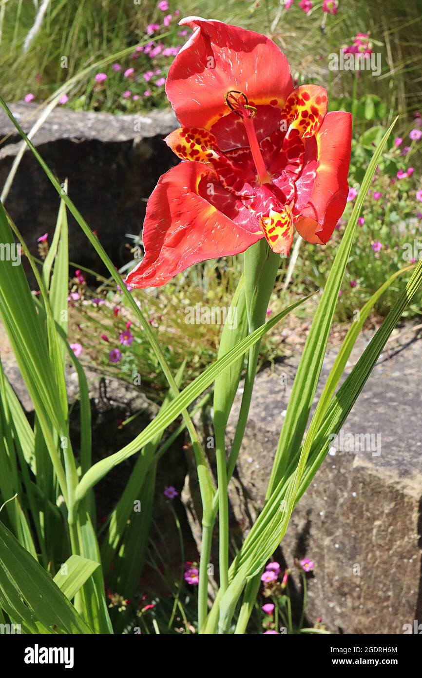 Tigrida pavonia ‘Speciosa’ fiori di pavone speciale – fiori rossi scarlatto con tre petali grandi e tre interni, blottch giallo Foto Stock