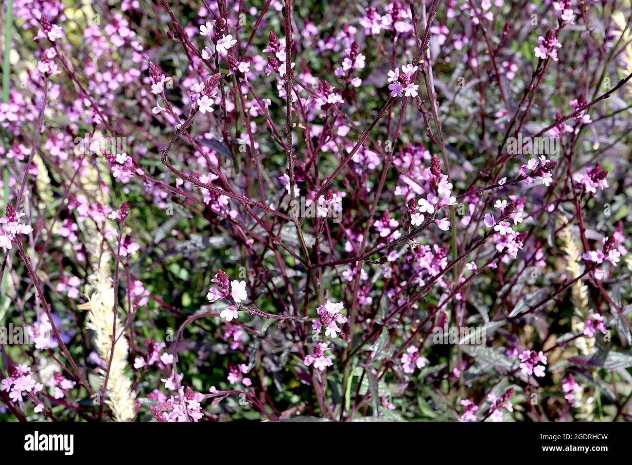 Verbena officinalis ‘Bampton’ verbena comune / Vervain Bampton – piccoli gruppi di piccoli fiori rosa a forma di salvatore su alti rami viola di wiry, luglio Foto Stock