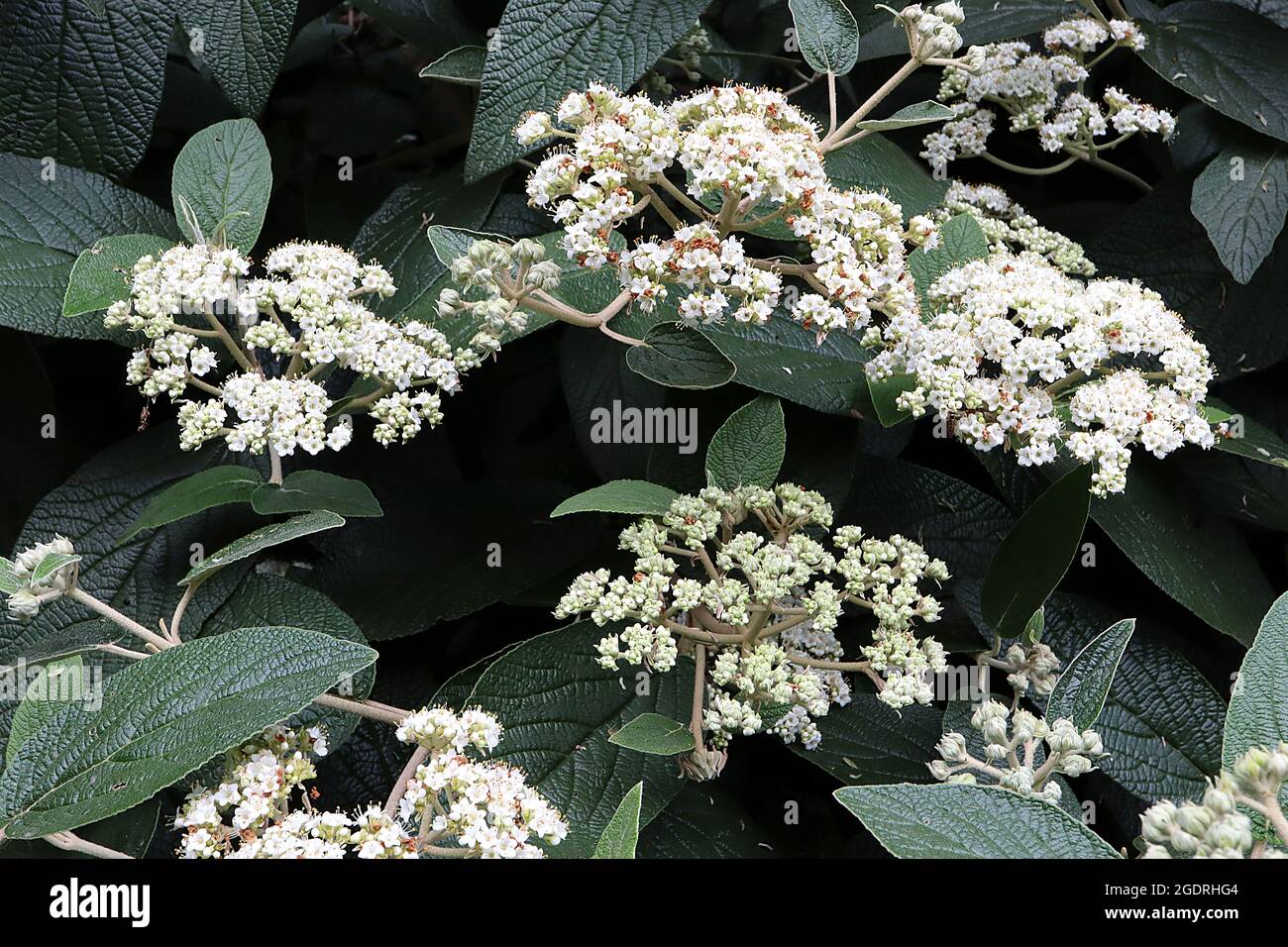 Viburnum x rytidophylloides ‘Alleghany’ Leatherleatherleaf viburnum Alleghany – teste di fiori a testa piatta di piccoli fiori bianchi e grandi rughe di verde scuro Foto Stock