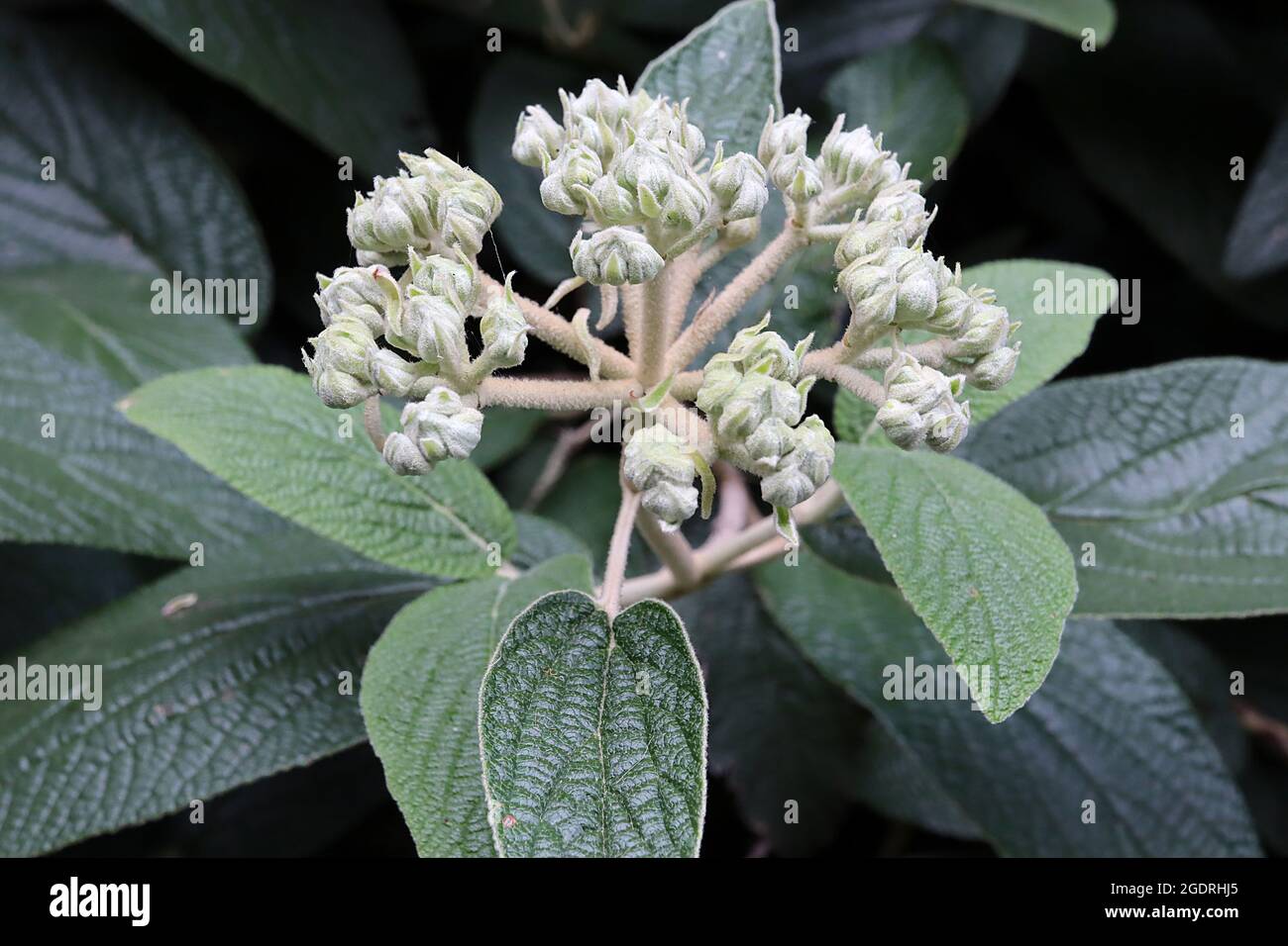 Viburnum x rytidophylloides ‘Alleghany’ Viburnum Alleghany – grappolo di gemme di fiori di crema di furry e foglie di ovate rugose, luglio, Inghilterra, Regno Unito Foto Stock