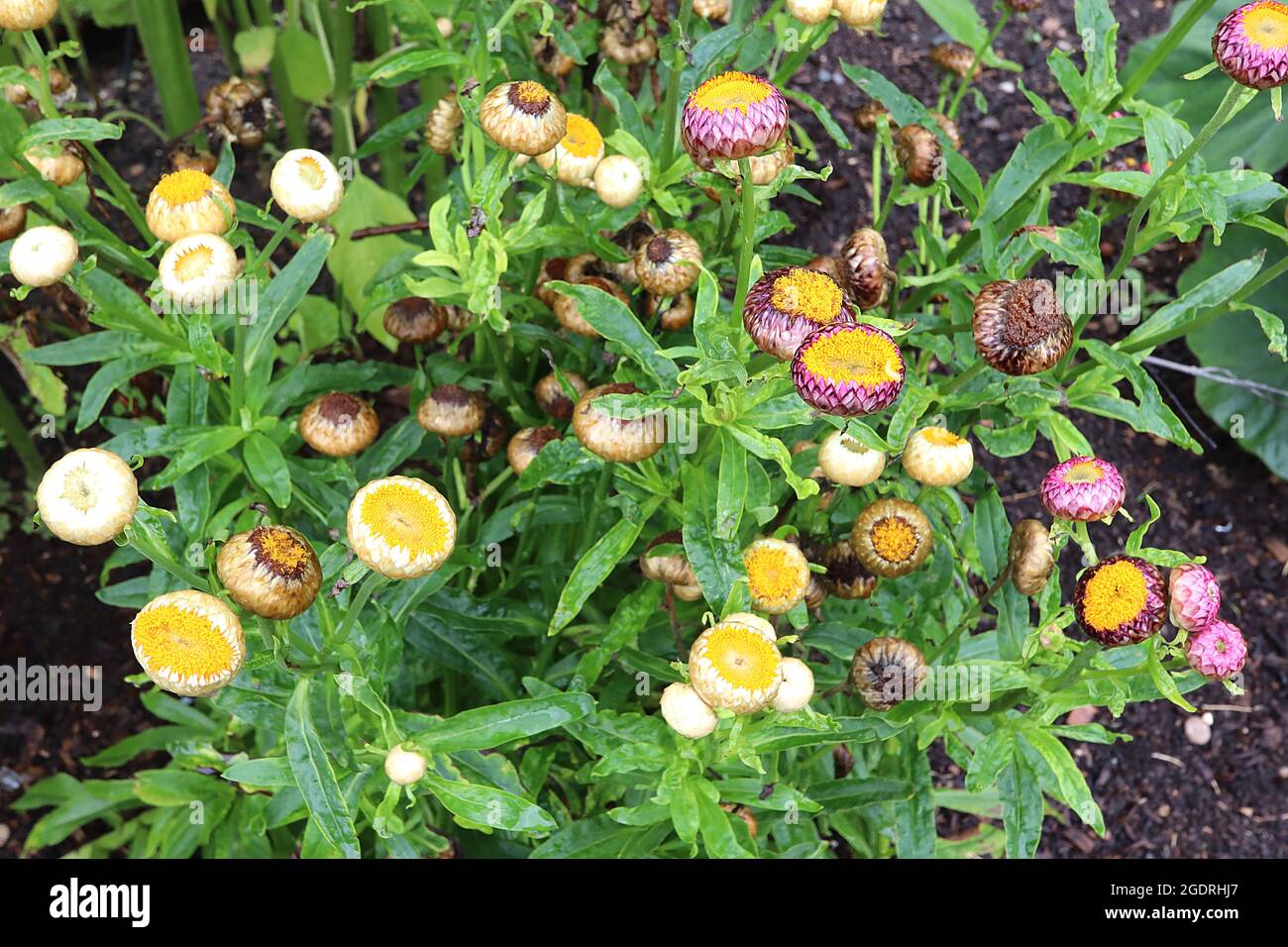 Xerochrysum / Helichrysum bracteatum Strawflower – fiori in erba con fiori gialli a disco e bratte di papà appuntite, luglio, Inghilterra, Regno Unito Foto Stock