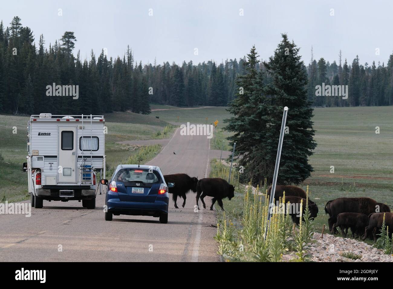 Grand Canyon, Arizona, Stati Uniti. 10 agosto 2021. Bisonte che attraversa la strada presso il parco nazionale del Grand Canyon. Gli autisti attendono pazientemente che il gregge attraversi e molti escono per scattare foto e video. (Credit Image: © Christopher Brown/ZUMA Press Wire) Foto Stock