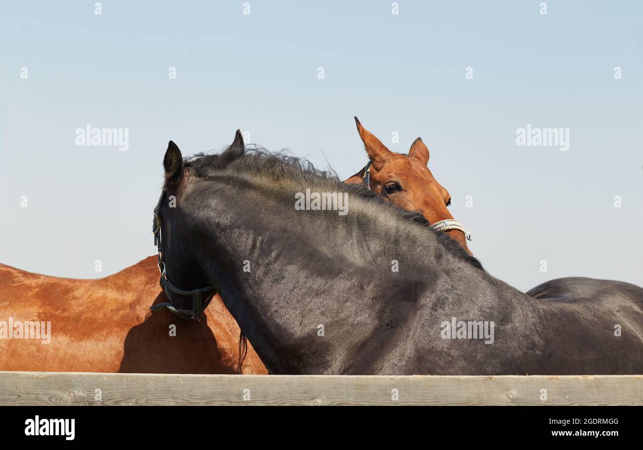 Due cavalli si abbracciano e si graffiano a vicenda - sciene rurale Foto Stock