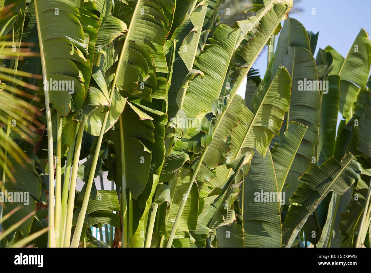 Abaca e palme. Alberi di palma tessili di banana sulla costa della penisola del Sinai. Palma da dattero e abaca in Egitto. Foto Stock