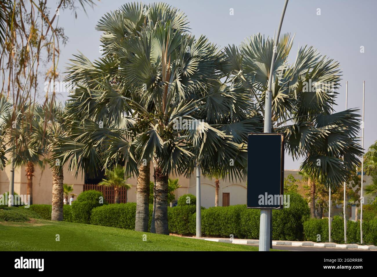 Strada tipica nella parte turistica della Penisola del Sinai Egitto. Via con palme Sharm El Sheikh Egitto Foto Stock