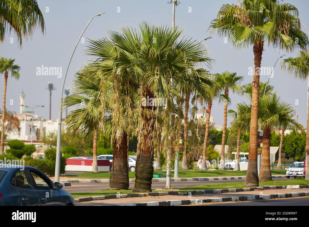 Strada tipica nella parte turistica della Penisola del Sinai Egitto. Via con palme Sharm El Sheikh Egitto Foto Stock