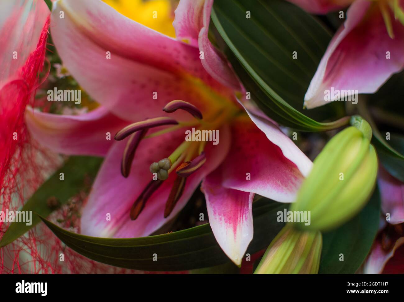 Gigli rosa freschi Foto Stock