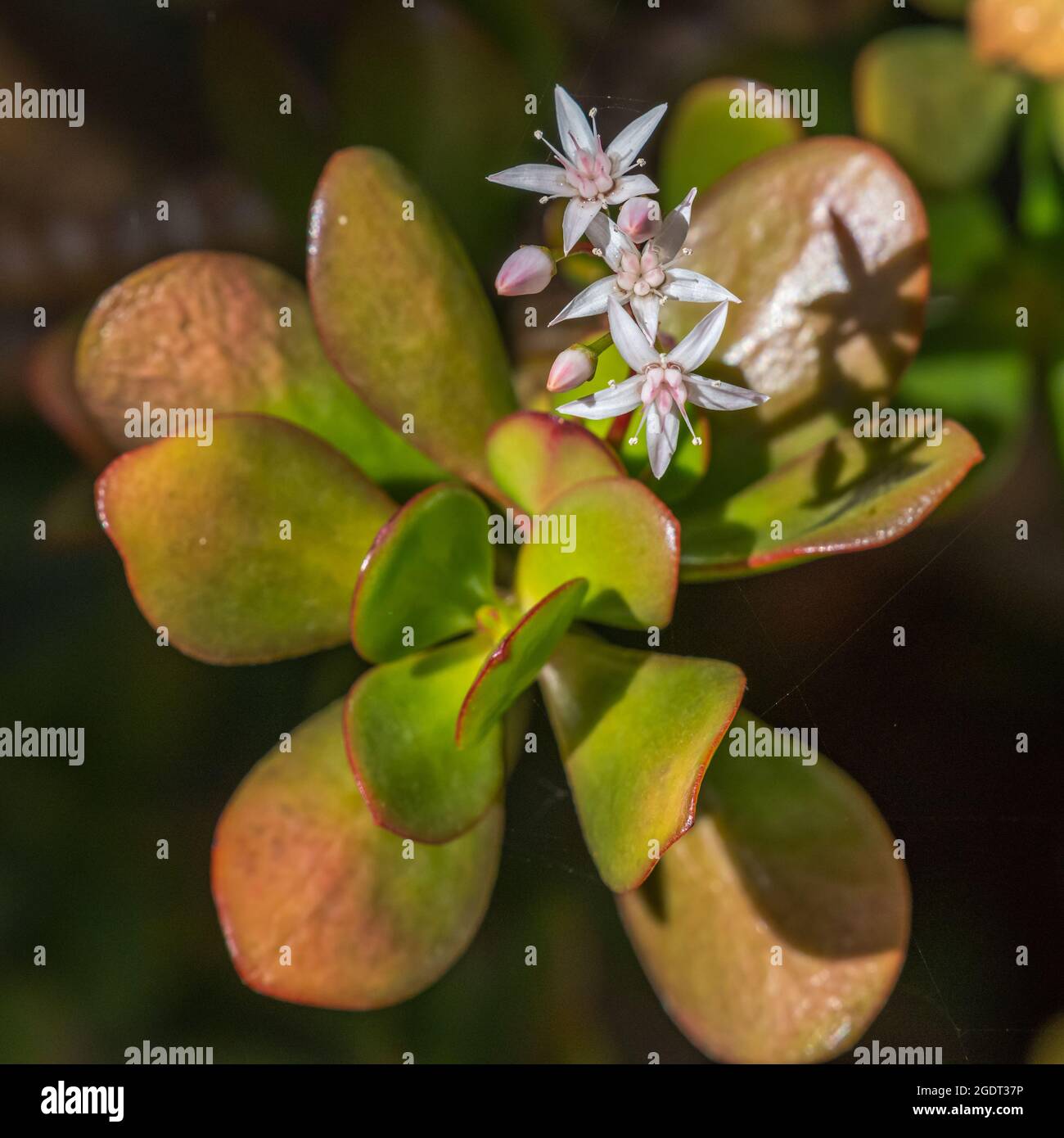 Jade pianta con fiori bianchi e centri rosa Foto Stock