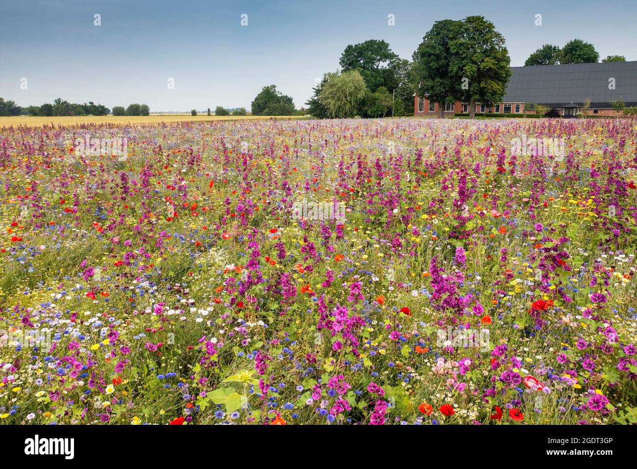Paesi Bassi, Warffum, fiori selvatici per l'arricchimento del suolo. Fattoria. Foto Stock