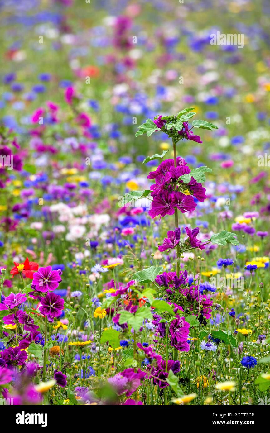 Paesi Bassi, Warffum, fiori selvatici per l'arricchimento del suolo. Foto Stock