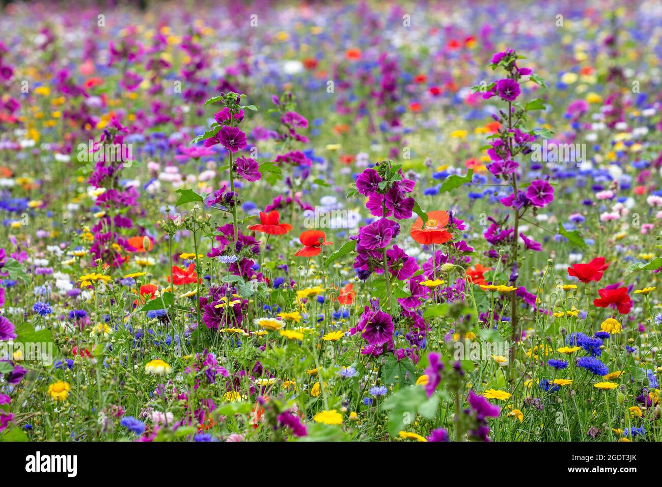 Paesi Bassi, Warffum, fiori selvatici per l'arricchimento del suolo. Foto Stock