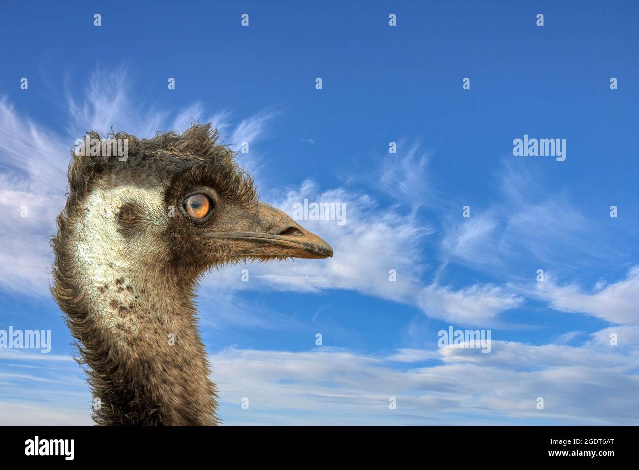 EMU testa con cielo blu e sfondo nuvoloso Foto Stock