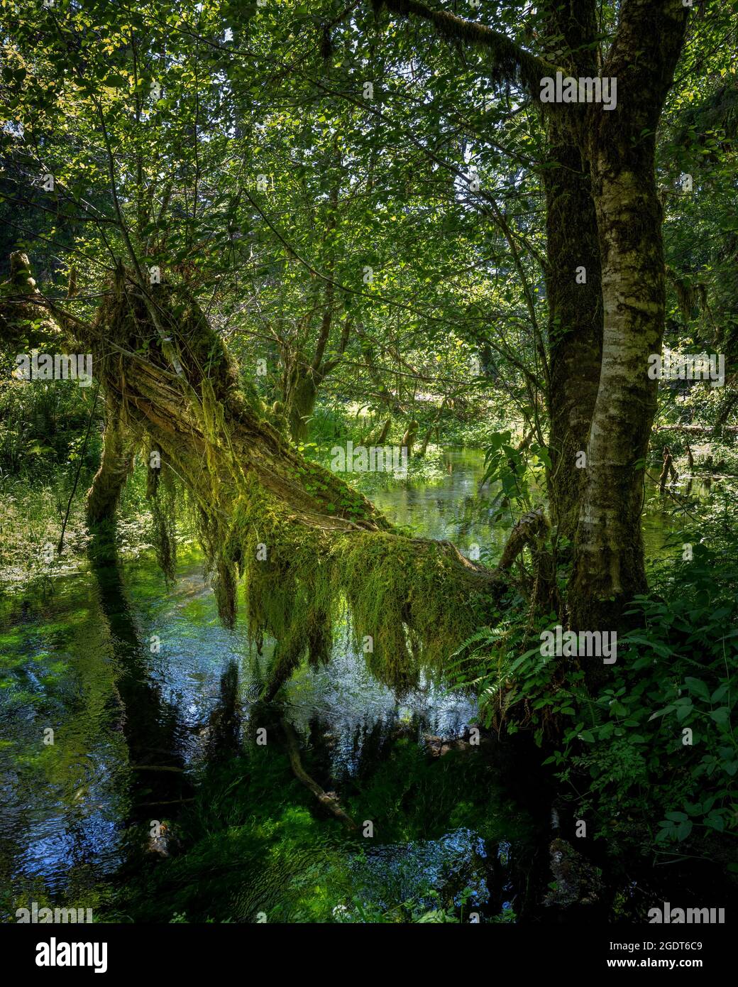 albero mussoso sulle acque cristalline presso la sala delle mosche nel  parco nazionale olimpico Foto stock - Alamy