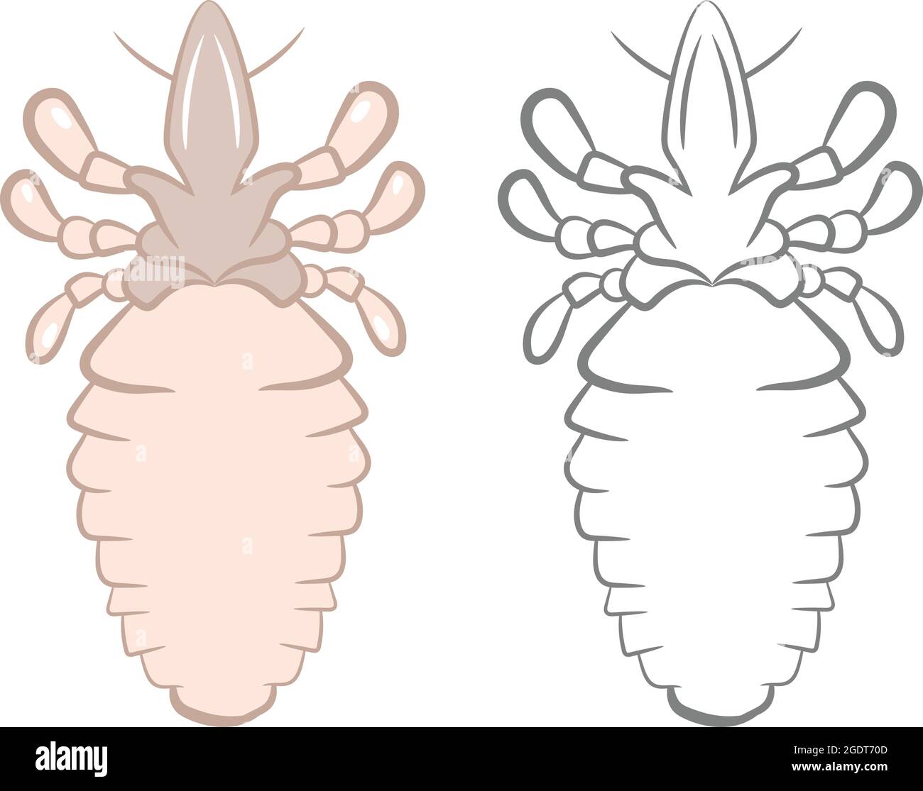 Illustrazione realistica di dice o Tick Insect. Isolato su sfondo bianco. Insetti Bugs Worms Pest e Flies. Illustrazione Vettoriale