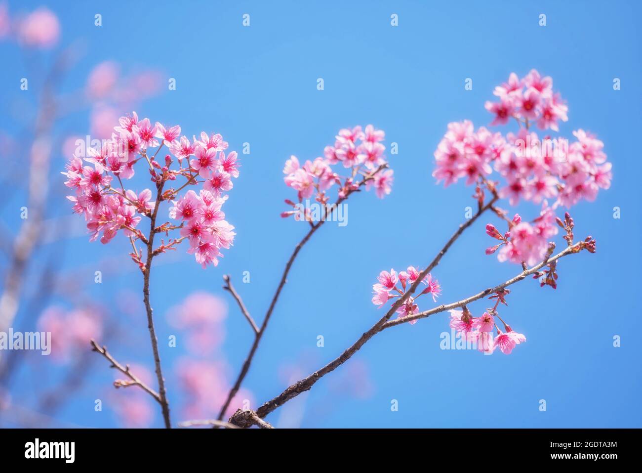 Rosa Wild Himalayan Cherry fiore con cielo blu chiaro Foto Stock