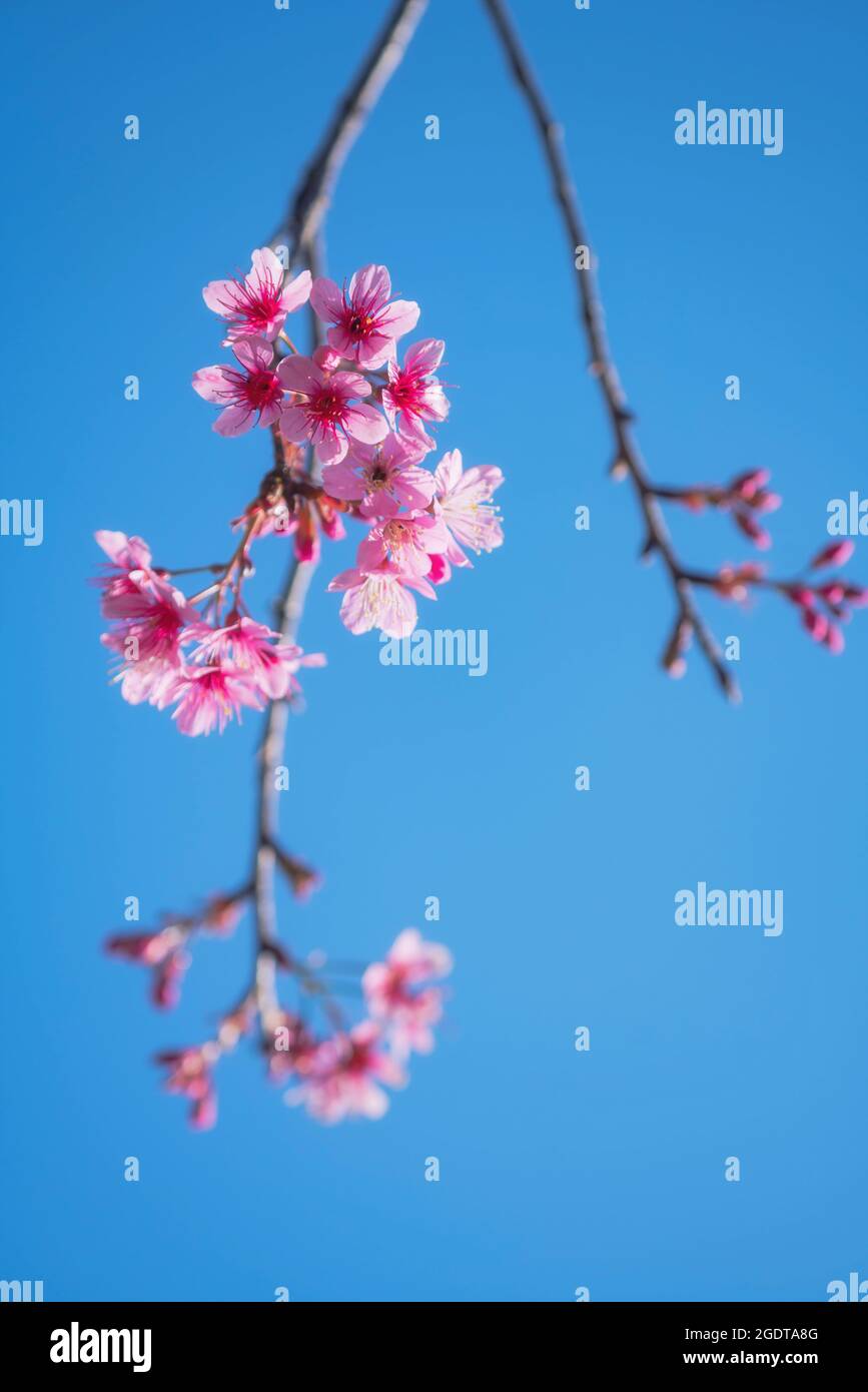 Rosa Wild Himalayan Cherry fiore con cielo blu chiaro Foto Stock
