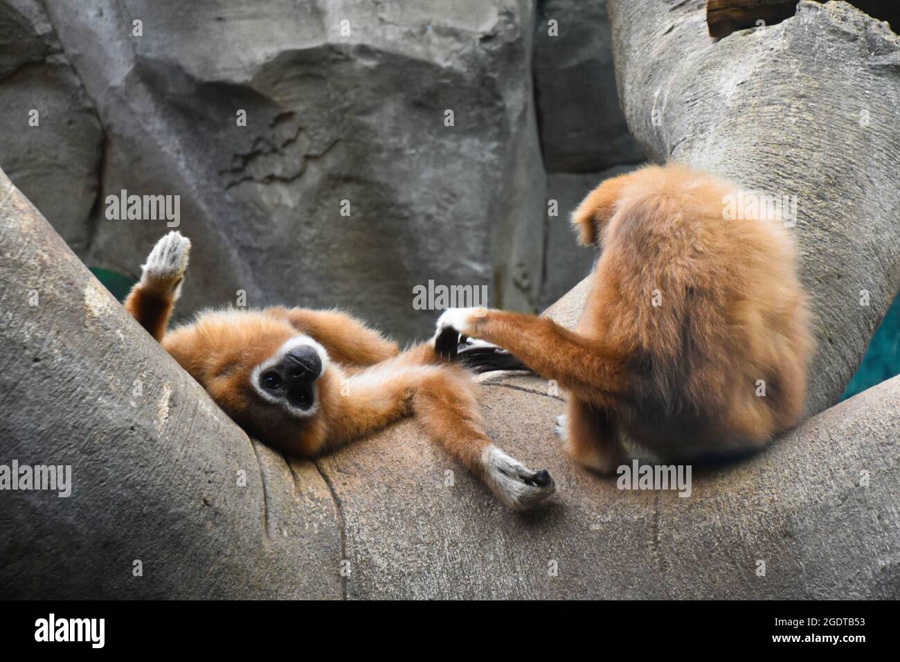 Gibbon bianco per la cura del corpo Foto Stock