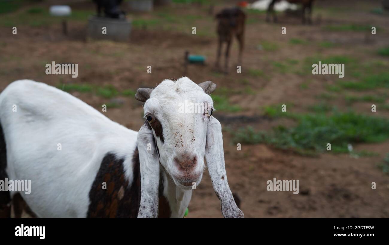 Primo piano di una capra bianca divertente con uno smirk sul prato estivo. Capra sta guardando nella faccia della macchina fotografica Foto Stock