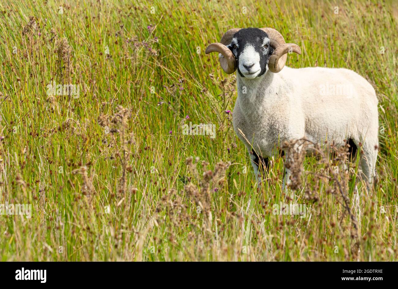 Primo piano di una bella Swaledale RAM con corna di ricci, roaming gratuito sulla brughiera aperta vicino Keld nello Yorkshire Dales, Regno Unito. Guardando la fotocamera. Orizzontale. Foto Stock