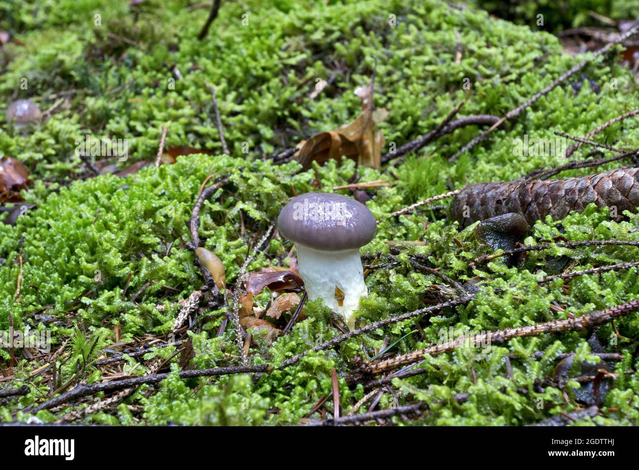 Gomphidius glutinosus, comunemente noto come il tappo sottile a punta, è un fungo ghiaiato trovato in Europa & Nord America. Foto Stock