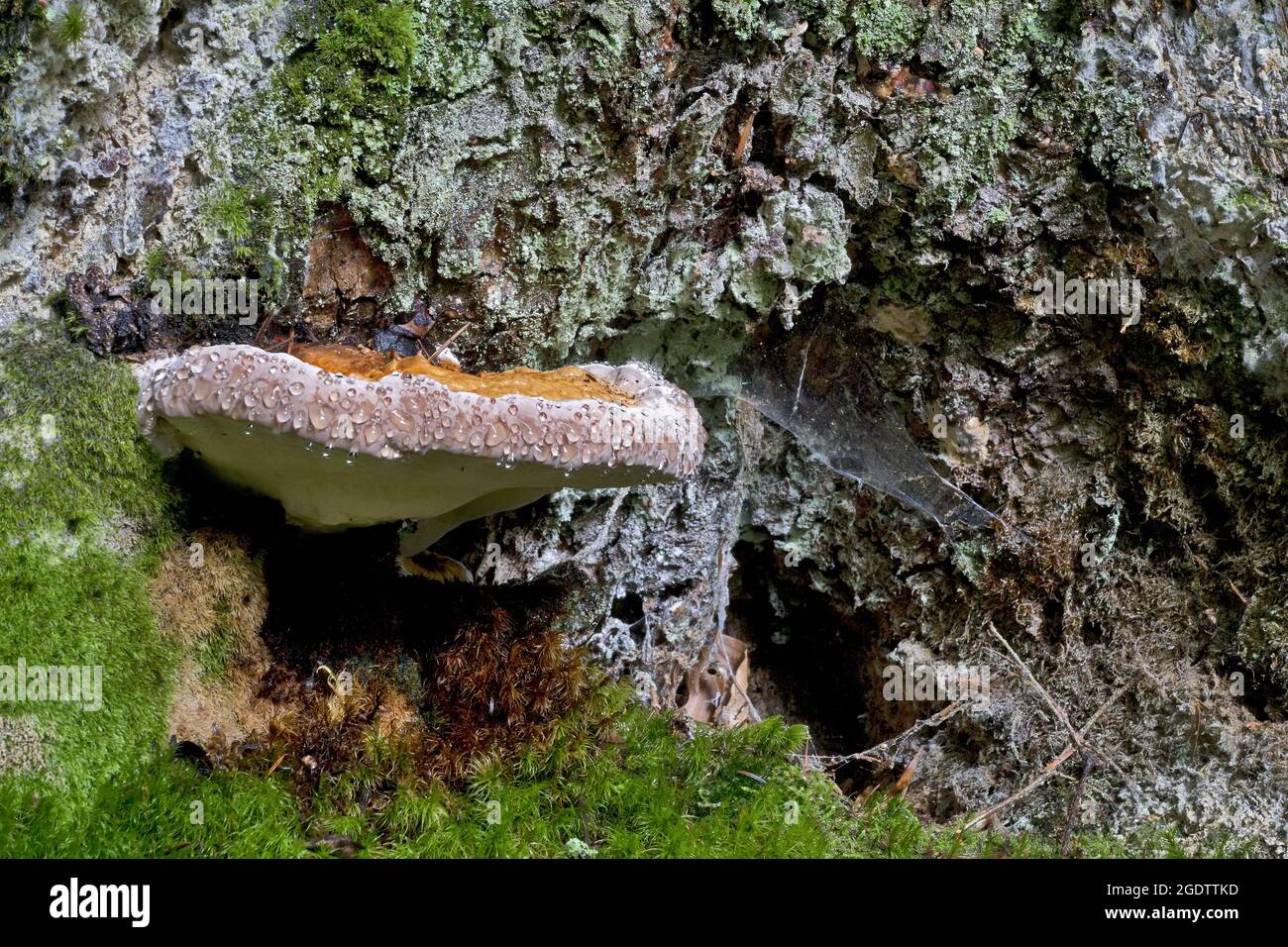 Heterobasidion annosum, noto come Annosus radice marciume, che cresce su un abete rosso Foto Stock