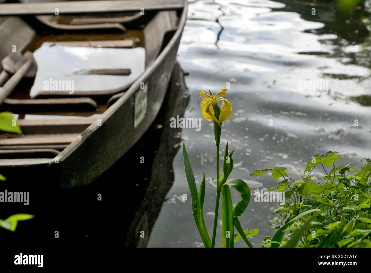 Giglio d'acqua giallo con una barca a remi sullo sfondo Foto Stock
