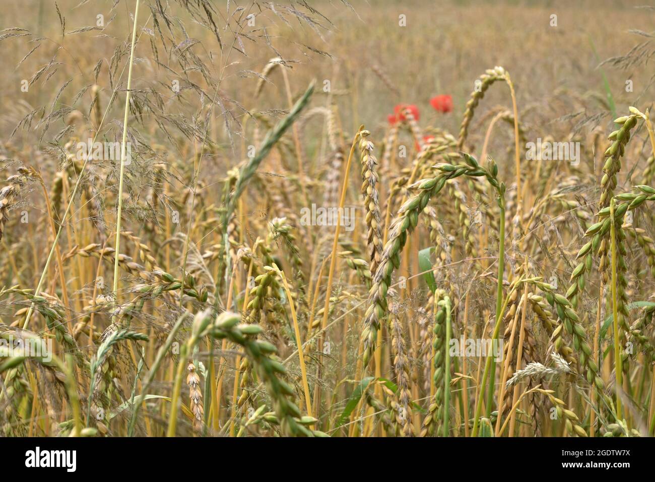 Campo di grano maturo vicino Karlsruhe Foto Stock
