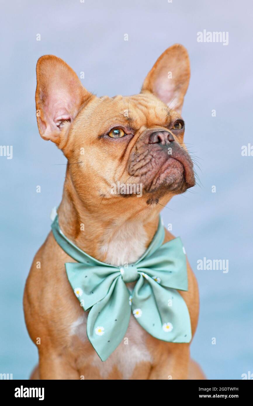 Ritratto di rosso cane Bulldog francese con nastro intorno al collo davanti a sfondo blu Foto Stock