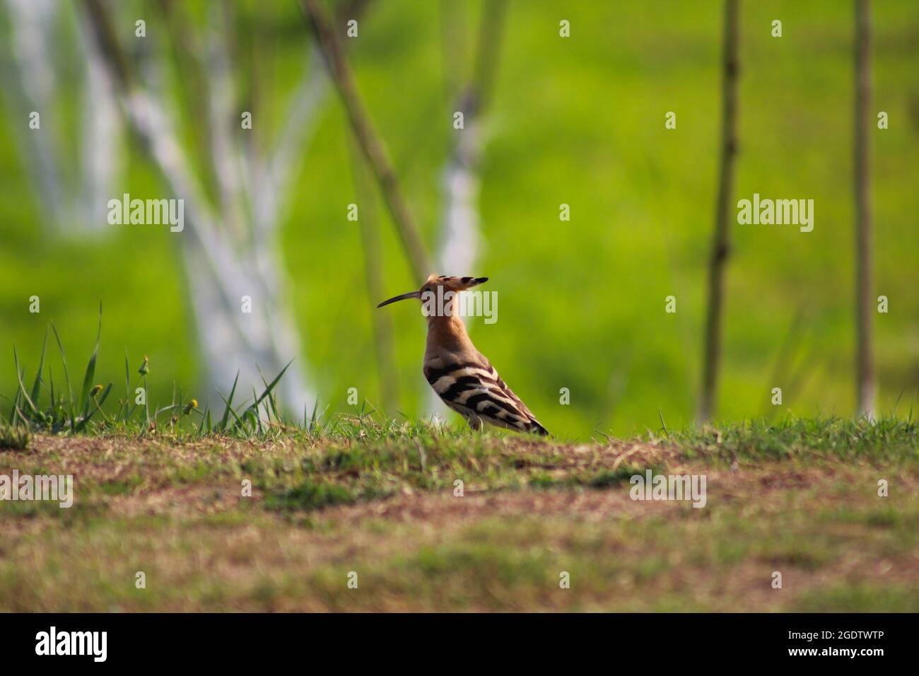 Splendido uccello Hoopoe nell'erba verde Foto Stock