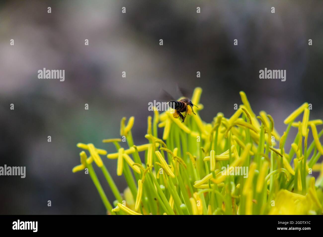 L'ape del miele sta raccogliendo Pollen dai fiori gialli Foto Stock