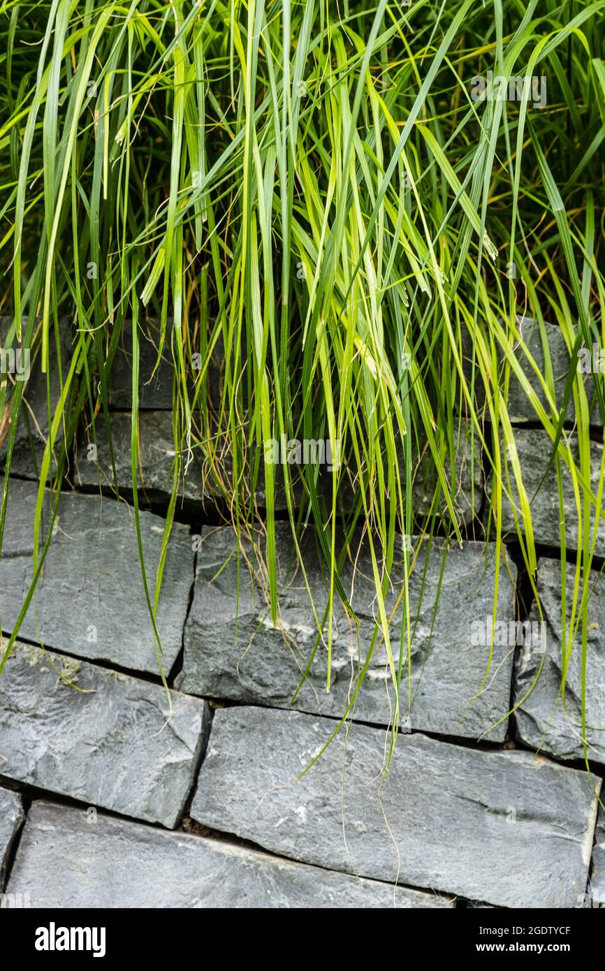 erbe di stringing e muro di pietra Foto Stock