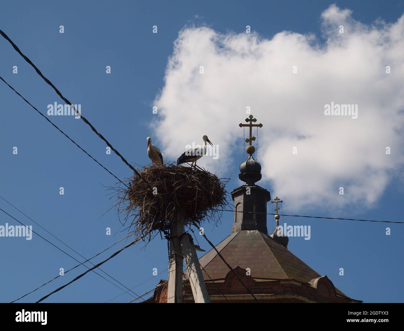 Nido di cicogne sullo sfondo del cielo estivo accanto alla cupola della chiesa. Foto Stock