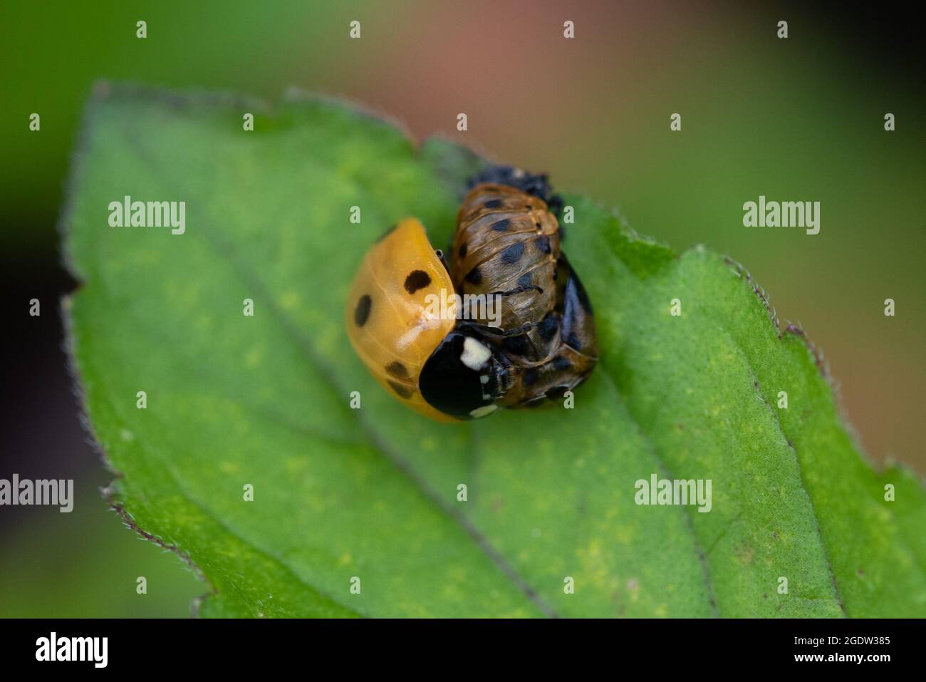 Sette Spot Ladybird (Coccinella septempunctata) che emerge dal suo caso pupilale Foto Stock