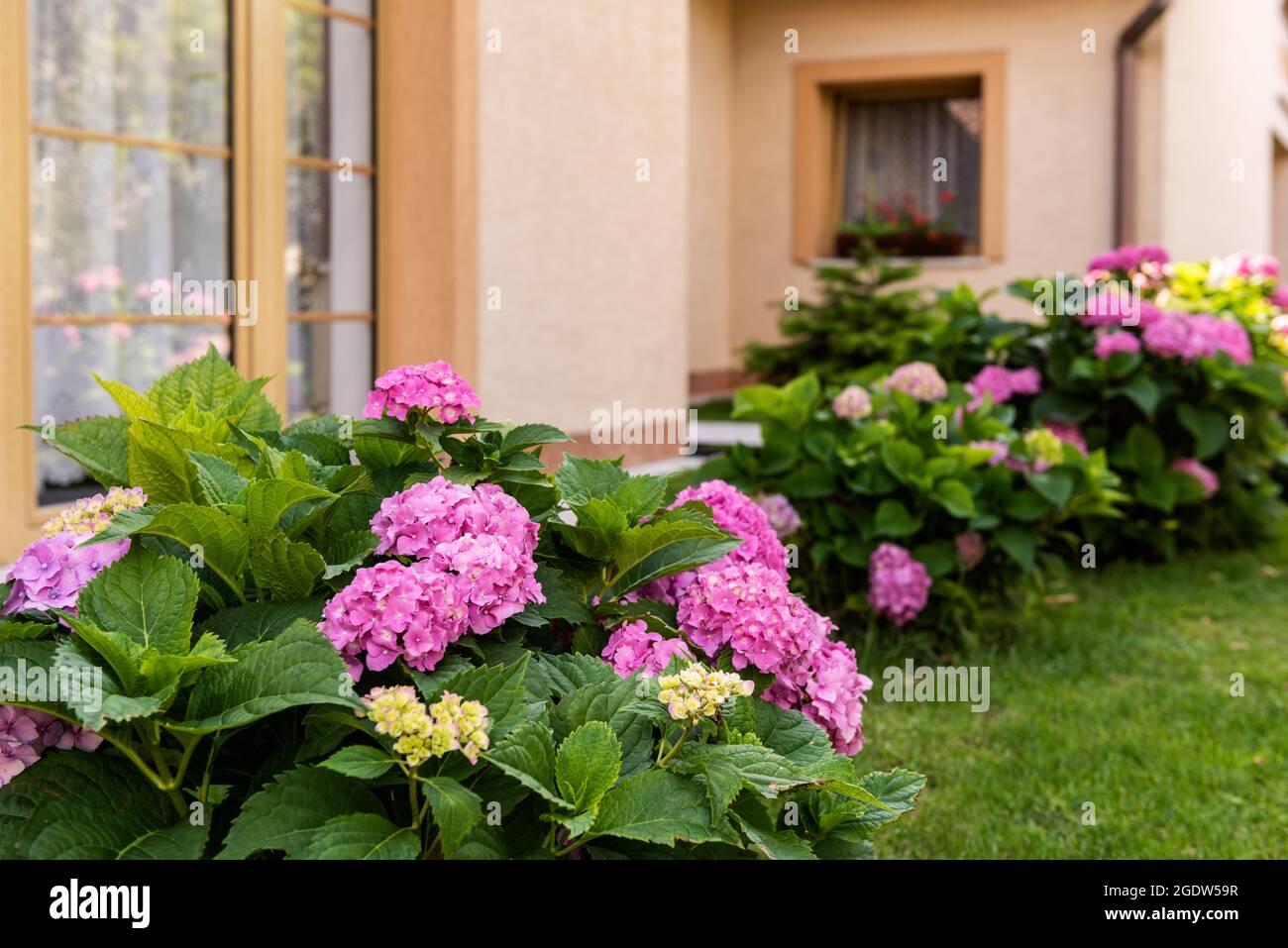 Cespugli rosa vibrante di piante di Hydrangea nel giardino di fronte. Arbusto di hydrangea macrophylla. Hortensia sfondo floreale. Foto Stock