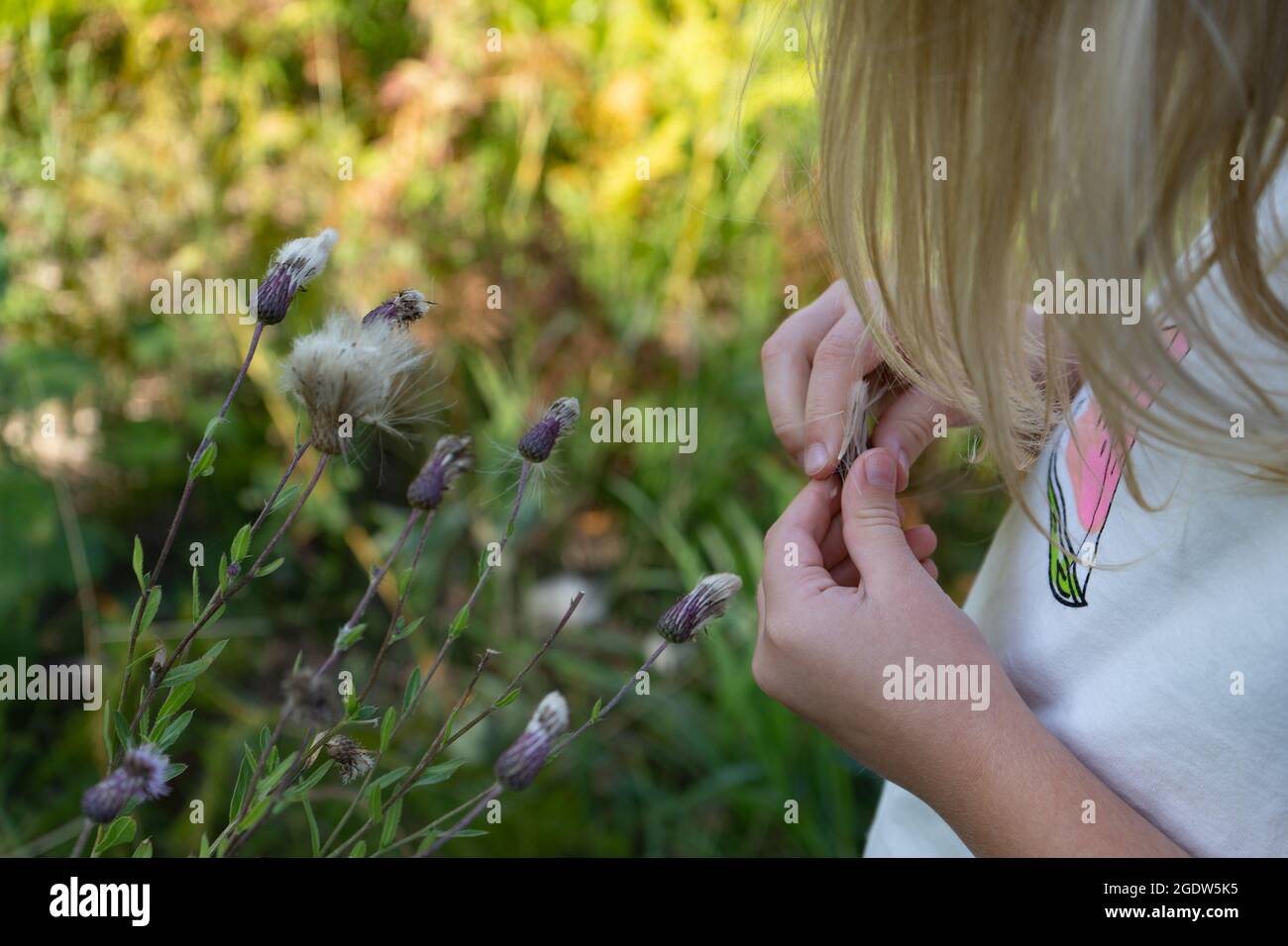 Ragazza bionda toddler che esplora i fiori selvatici nel giorno d'estate soleggiato. Piante nelle mani Foto Stock