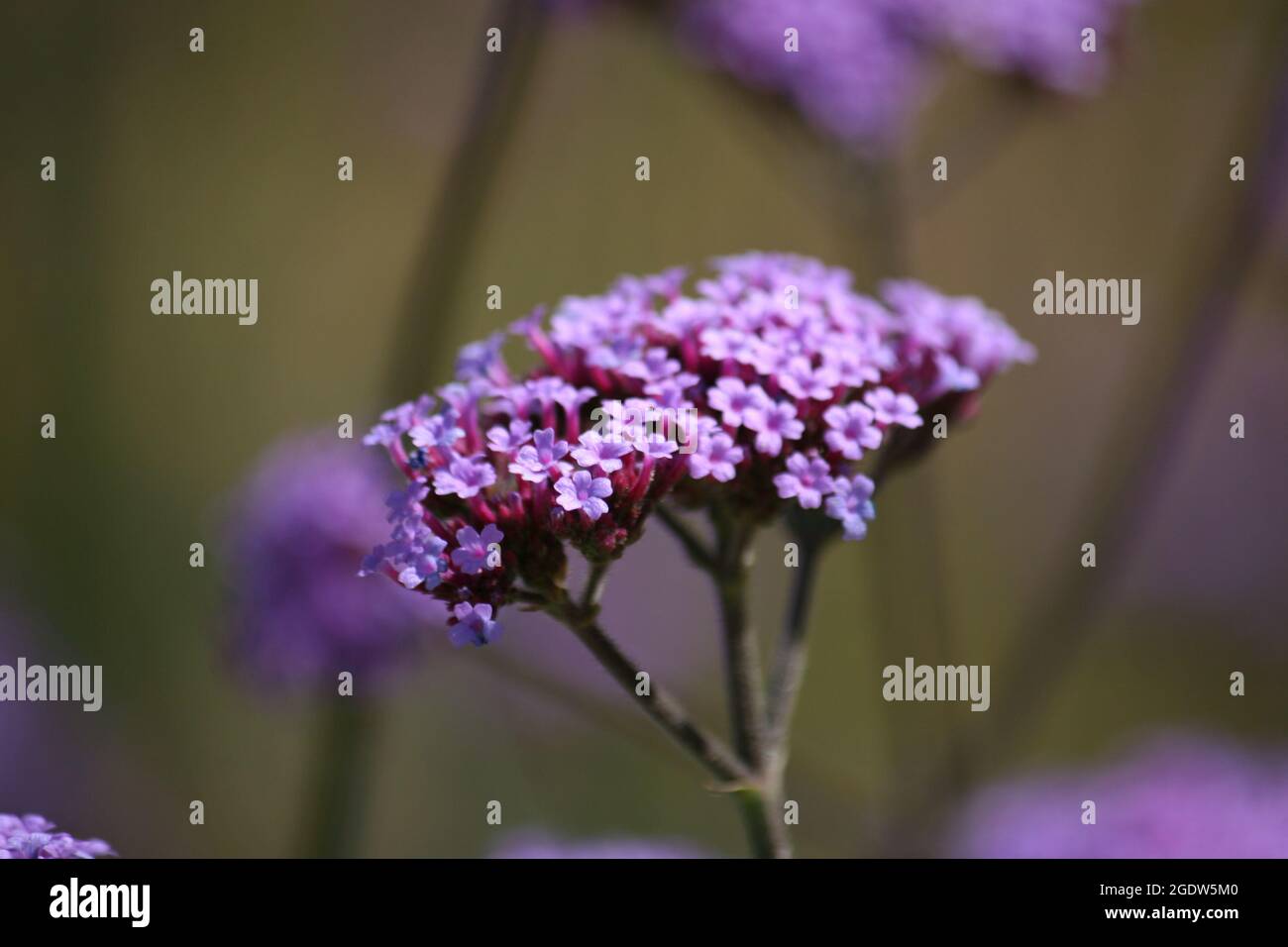 Un fuoco selettivo della pianta ornamentale di fioritura del cespuglio di farfalla viola Foto Stock