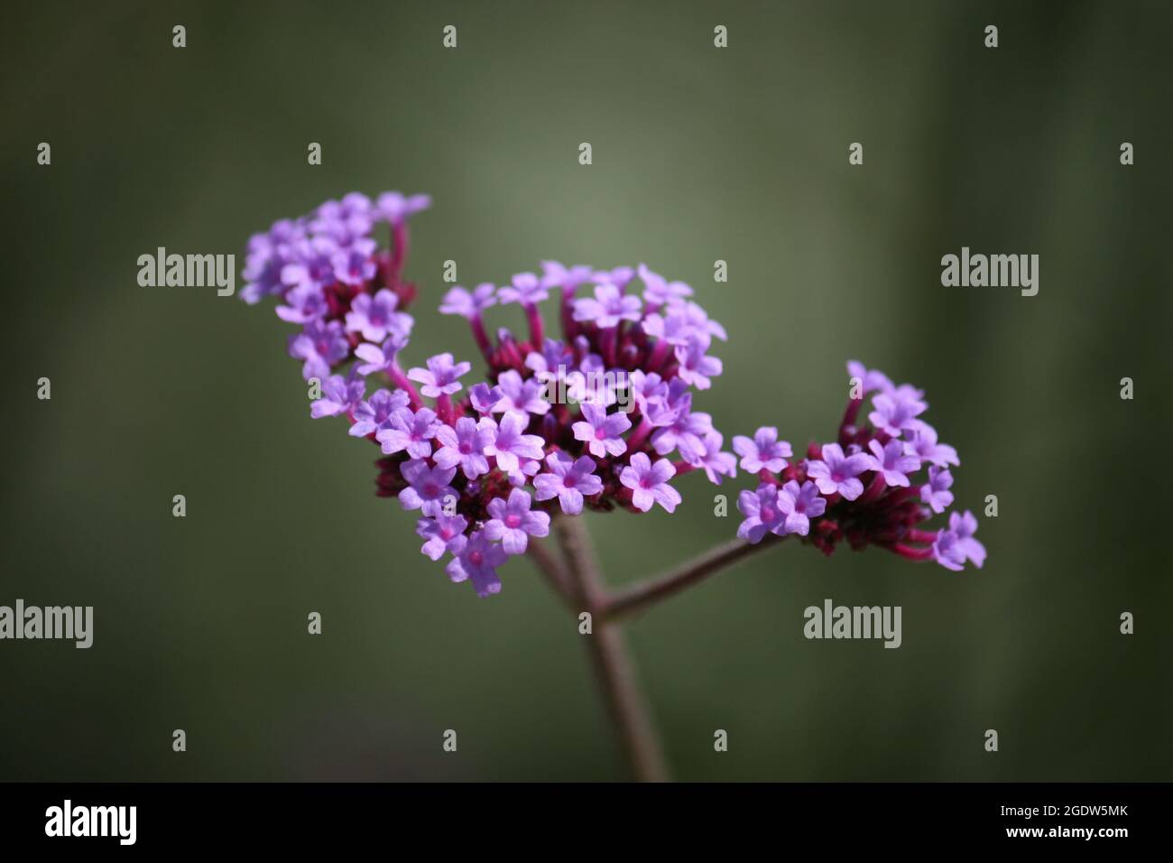Un fuoco selettivo della pianta ornamentale di fioritura del cespuglio di farfalla viola Foto Stock