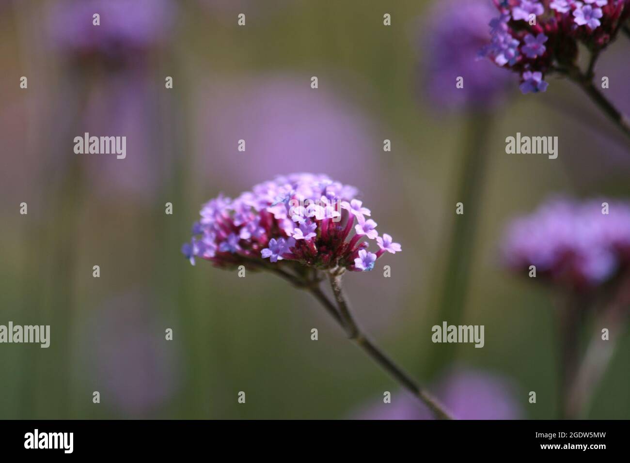 Un fuoco selettivo della pianta ornamentale di fioritura del cespuglio di farfalla viola Foto Stock