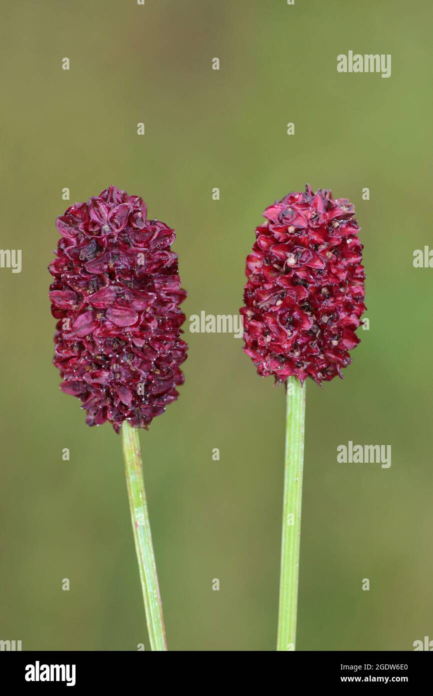Grande Burnett Sanguisorba officinalis Foto Stock