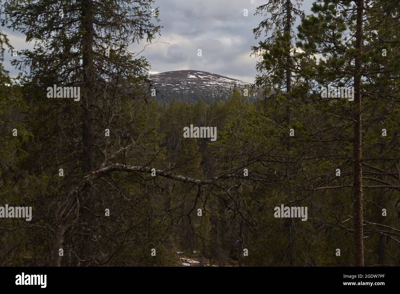 Könkäsentunturi cadde nel Parco Nazionale Pallas-Yllästunturi, Muonio, Lapponia, Finlandia Foto Stock