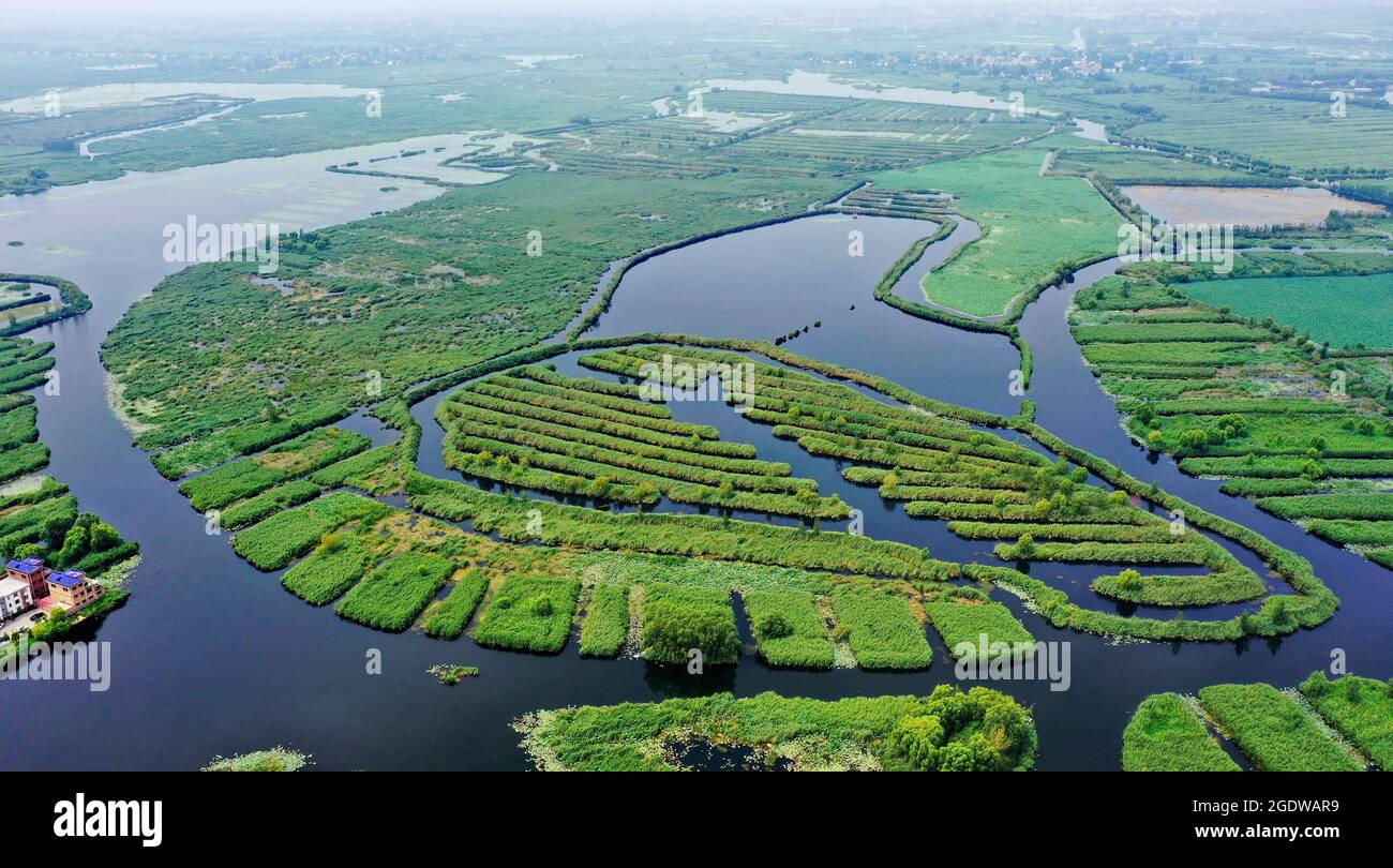 (210815) -- SHIJIAZHUANG, 15 agosto 2021 (Xinhua) -- Foto aerea scattata il 14 agosto 2021 mostra lo scenario del lago Baiyangdian nella provincia di Hebei della Cina settentrionale. Con l'efficace governance della nuova area di Xiongan, la qualità dell'acqua del lago Baiyangdian è migliorata molto negli ultimi anni. (Xinhua/Mu Yu) Foto Stock