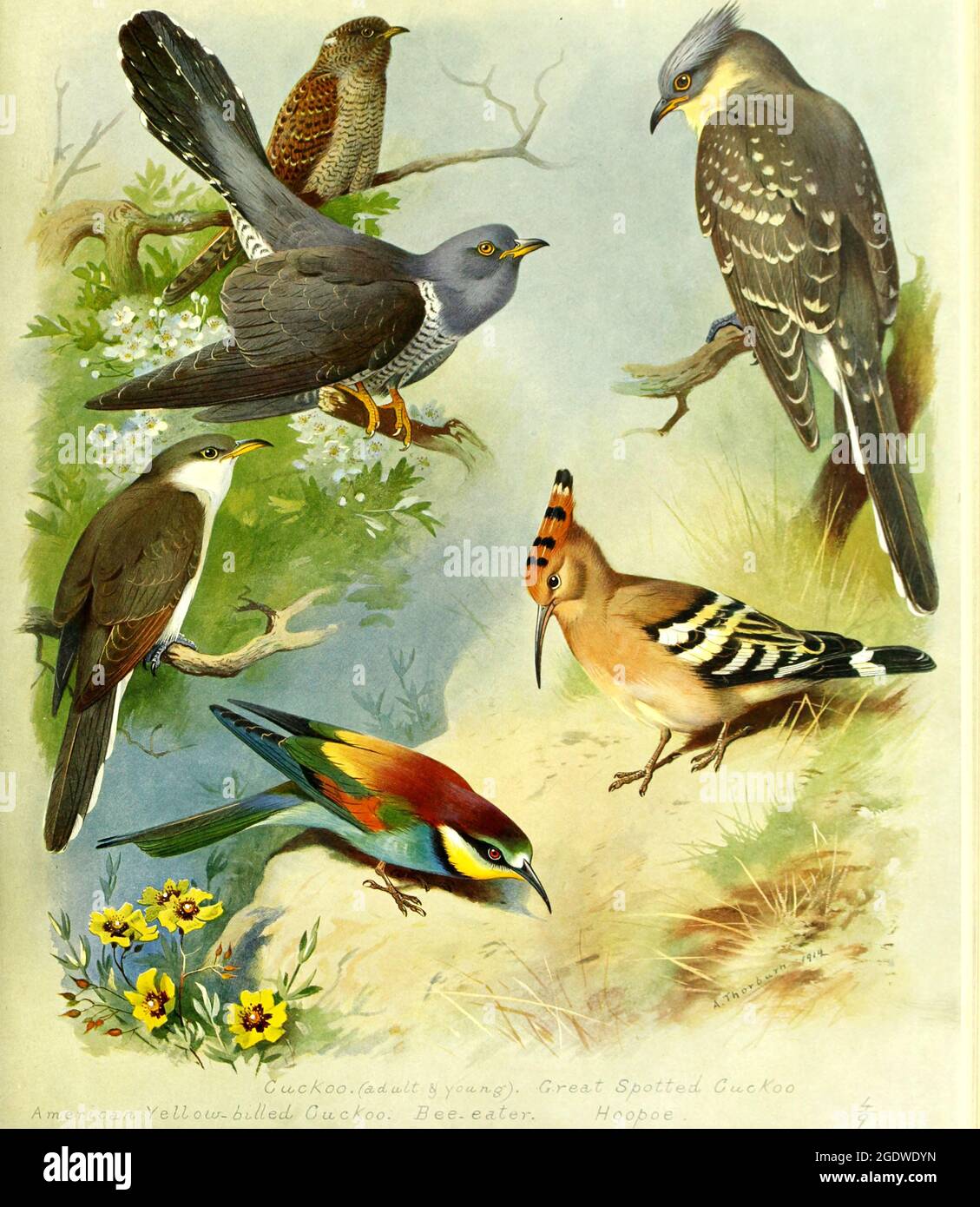 Archibald Thorburn vintage illustrazione degli uccelli britannici. Foto Stock